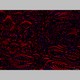 C036